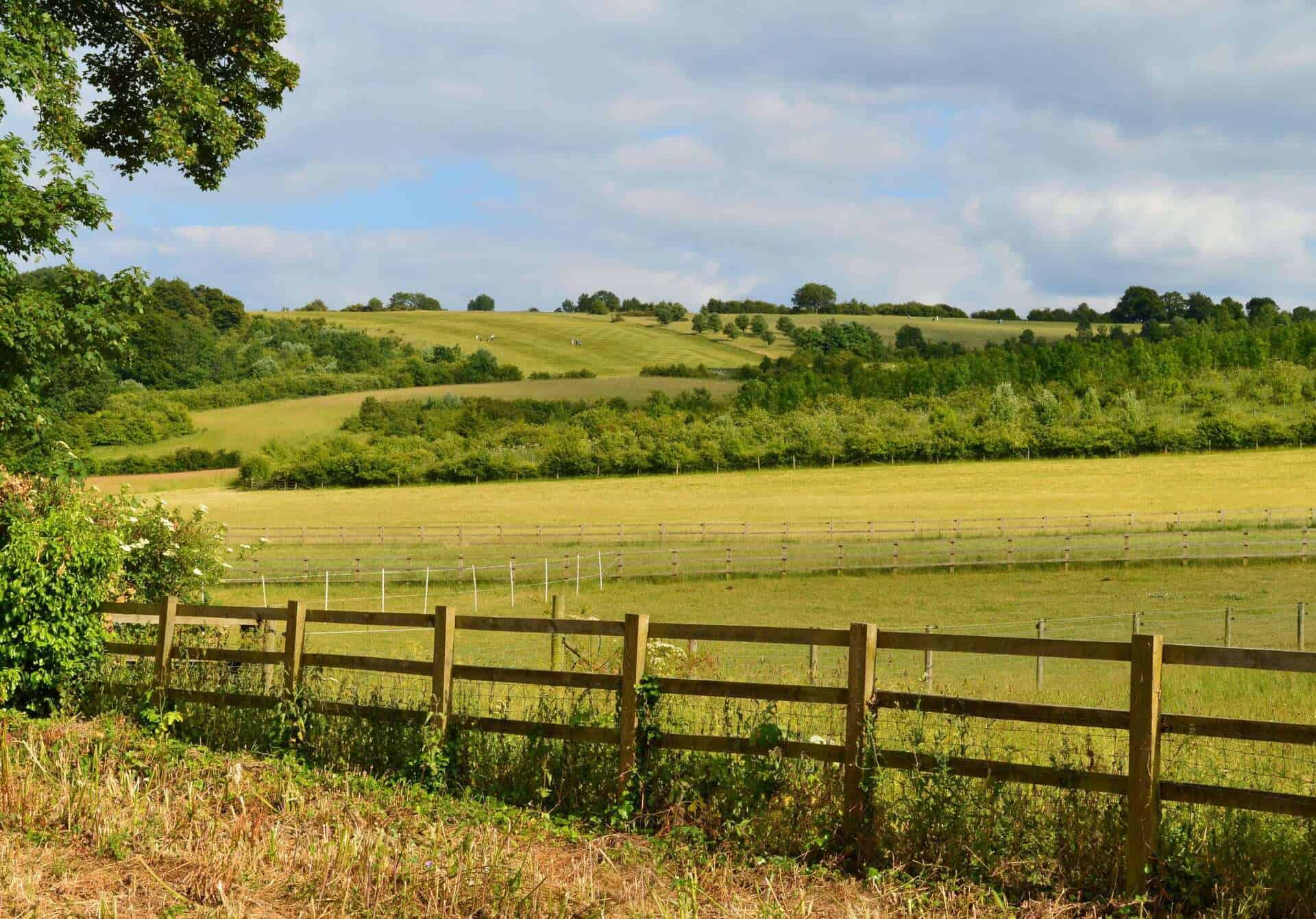 Rolling green hills in Berkshire under a partly cloudy sky in summer, with patches of trees and hedges. The foreground features tall grasses and wildflowers, creating a serene, pastoral landscape that embodies tranquility and comfort.